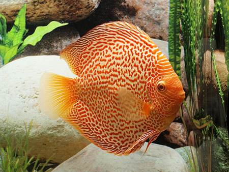 Diskus Red Leopard, 14cm