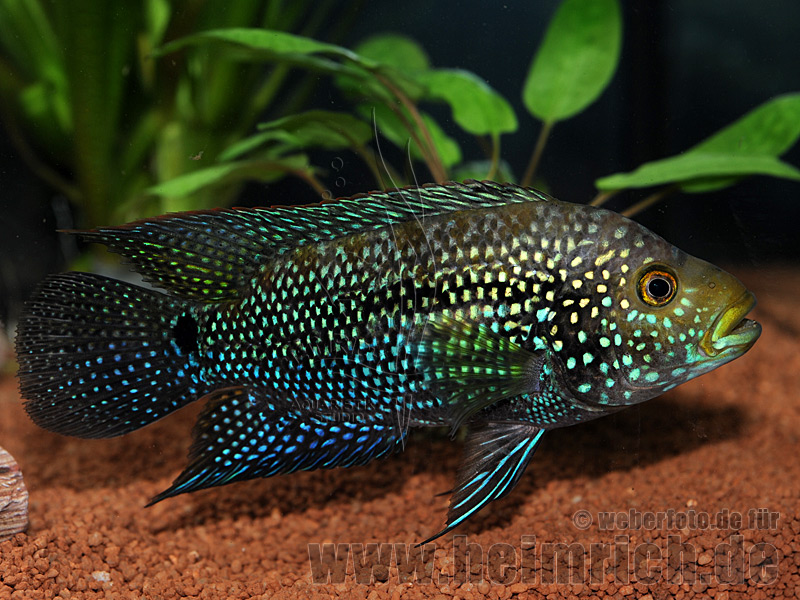 Cichlasoma octofasciatum, spec. Black Dempsey XXL