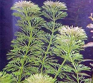 Limnophila sessilifolra (Kleine Ambulia)