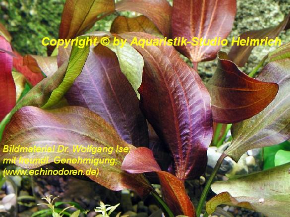 Echinodorus Dschungelstar Nr.10 (E10 Echin. Roter Leopard)