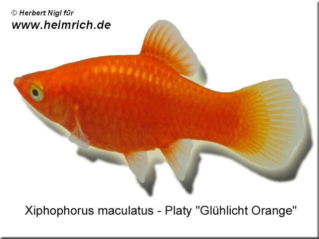 Platy PREMIUM-"Glühlicht Orange", lg (Xiph. mac., spec.)