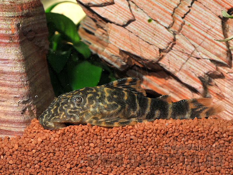 L015 Zierbinden-Zwergschilderwels (Peckoltia vittata)