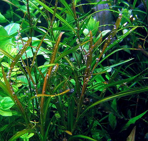 Potamogeton gayii