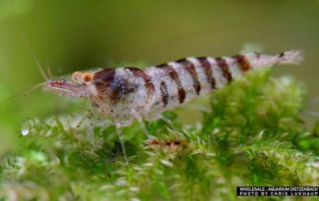Caridina babaulti spec. Indian Zebra (Zwerggarnele Indien Zebra)