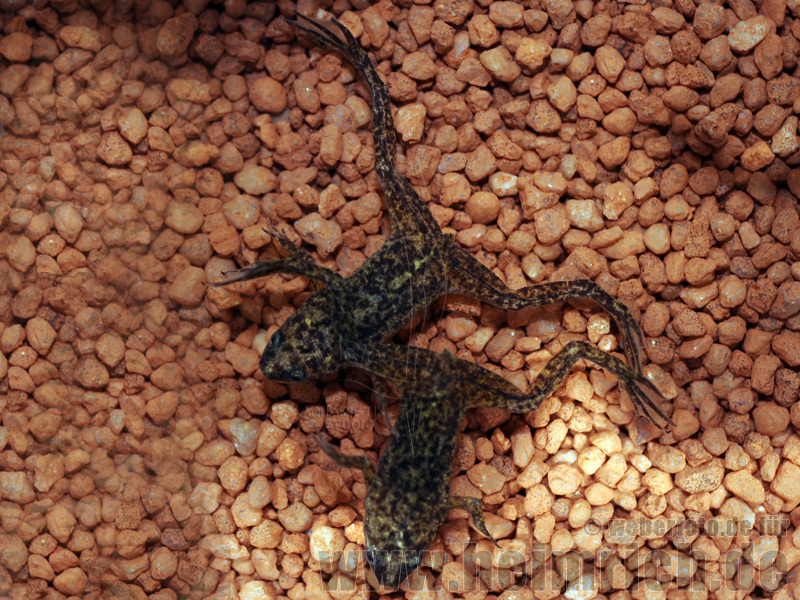 Zwergkrallenfrosch, large (Hymenochirus spec.)