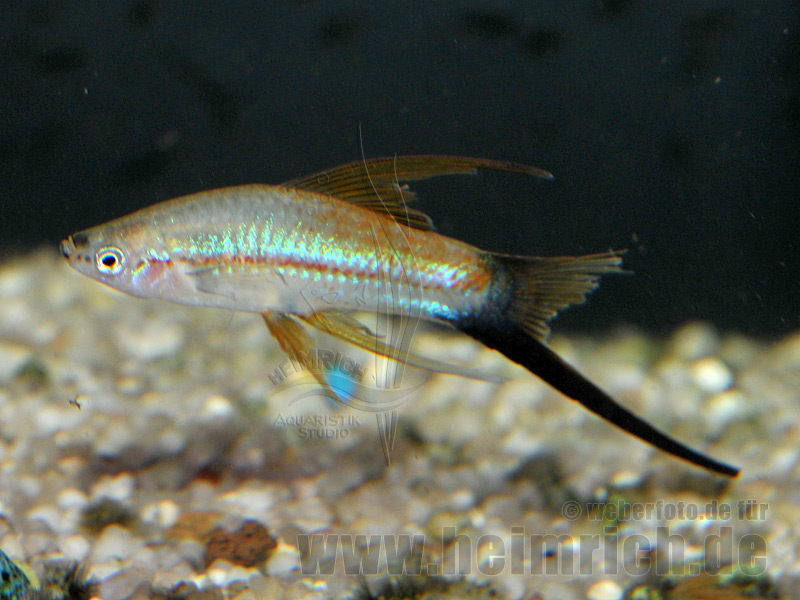 Schwertträger "Flamingo Wagtail Schleier", lg (Xiph. hell., spec