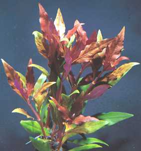 Alternanthera lilacina (Rotes Papageienblatt)