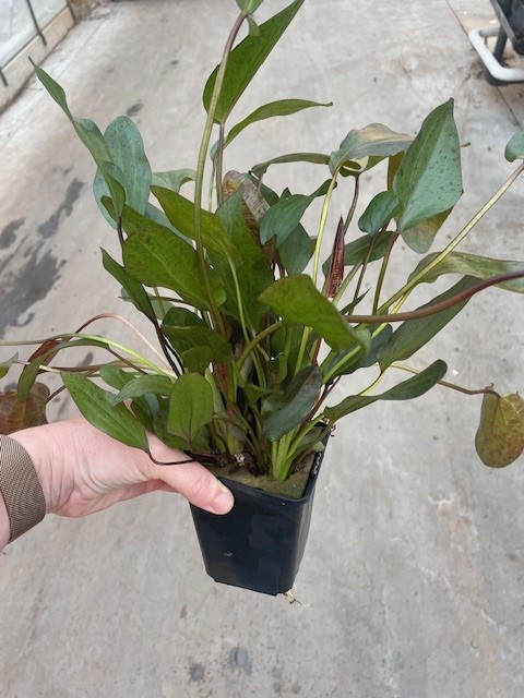 Echinodorus ozelot rot XXL (Mutterpflanze)