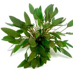 Cryptocoryne wendtii 'Kompakt' In-Vitro