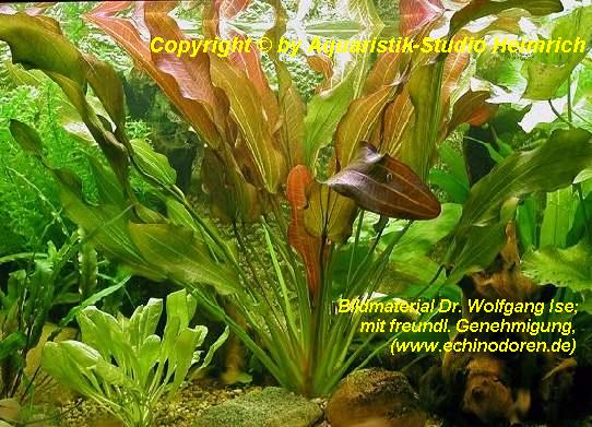 Echinodorus 'INDIAN SUMMER'