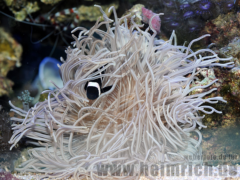 Heteractis crispa, med. (Lederanemone)