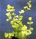 Lysimachia nummularia