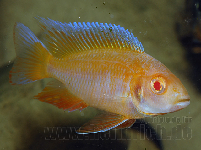 Aulonocara Red Rubin ALBINO