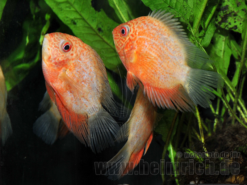 Cichlasoma serverum spec. Red Spotted, 9cm weibl.