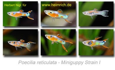 Guppy, Endler Miniguppy Strain 1 (gem. Farbvarianten)