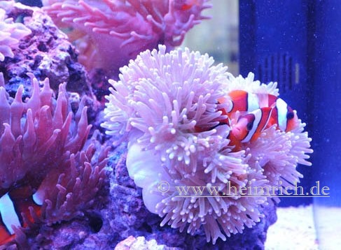Heteractis magnifica, med (Ritteri anemone)