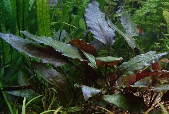Cryptocoryne blassii
