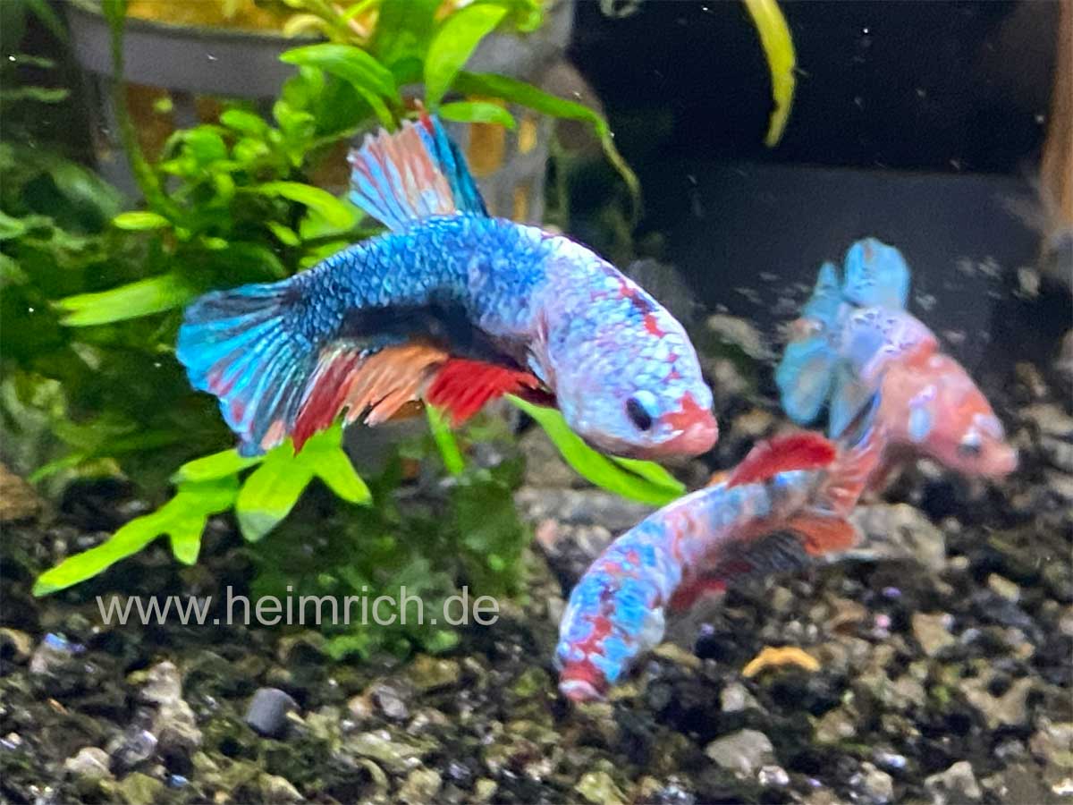 Betta splendens candy, XL Weibchen 3er-Gruppe (Siam. Kampffisch spec. candy, Weibchen)
