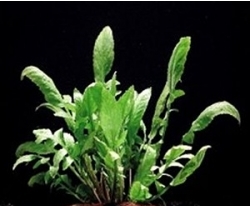 Armoracia aquatica