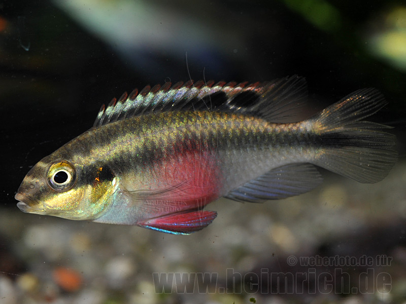 Pelvicachromis pulcher "Super Red", weibl. lg (Purpurprachtbarsc