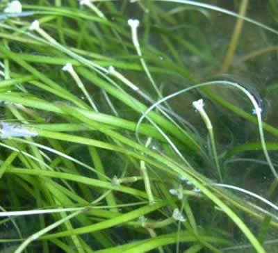 Vallisneria nana