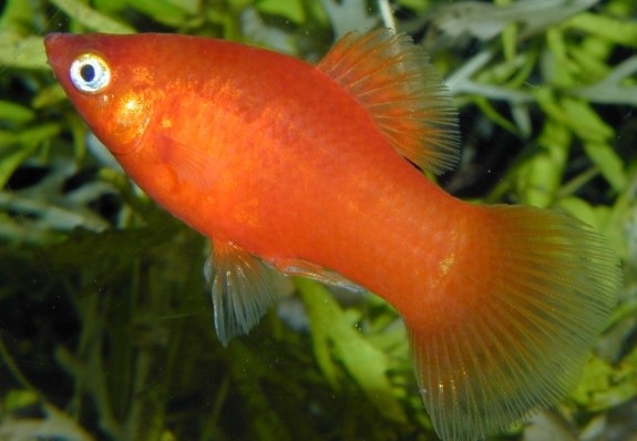 Platy "Red", lg (Xiph. mac., spec. Red)