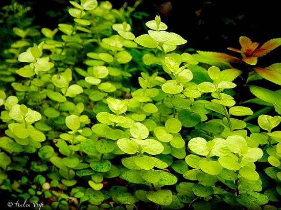 Lysimachia numm. aurea