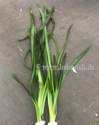 Vallisneria gigantea spec. rubra
