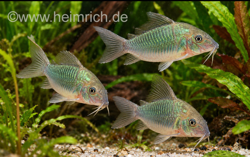 Brochis splendens, 3er-Gruppe (Smaragdpanzerwels)