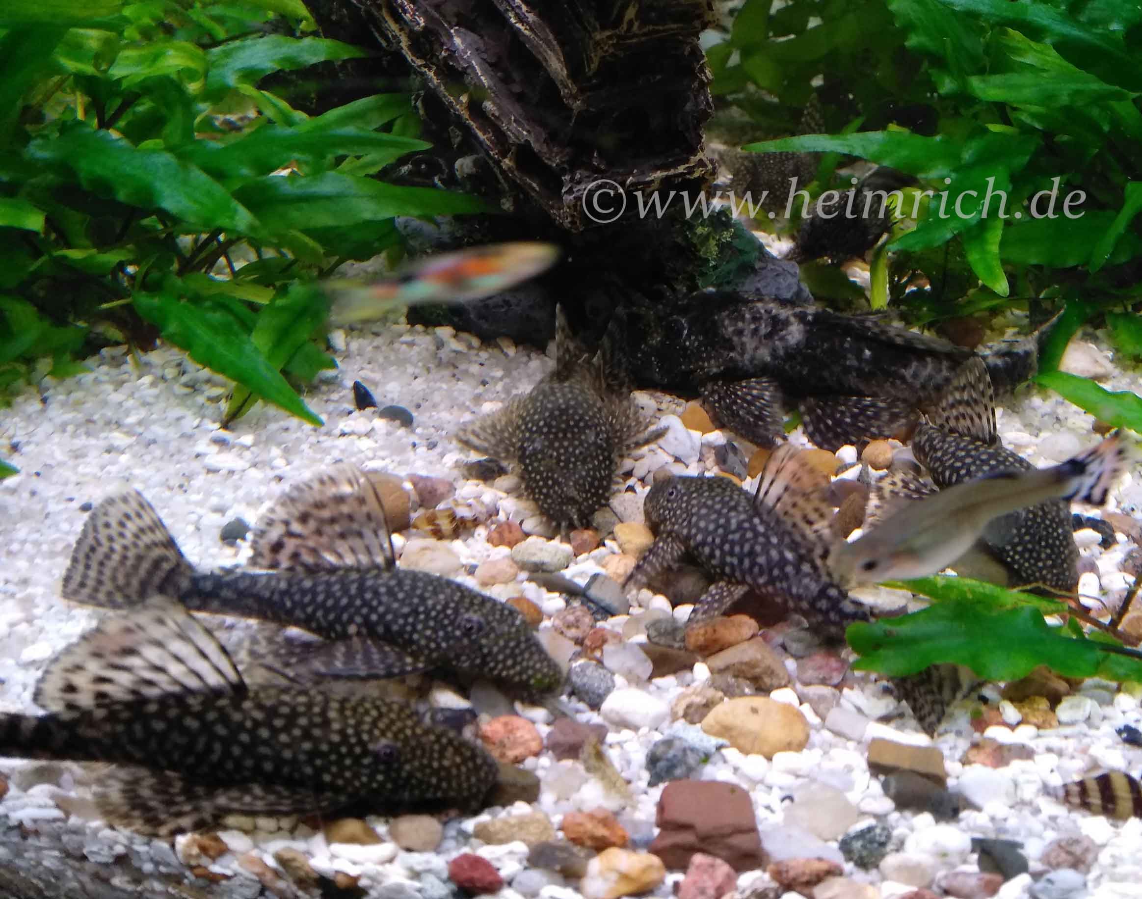 Ancistrus dolichopterus, female sm  (Blauer Antennenwels)