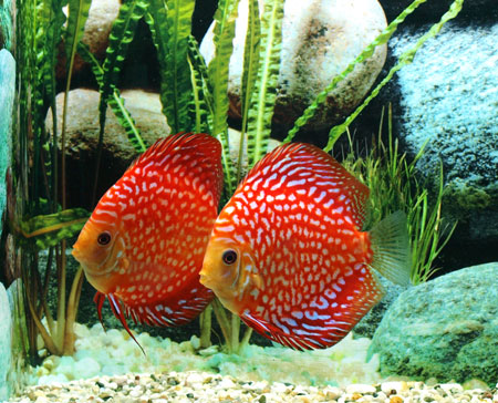 Diskus Checkerboard, 12cm