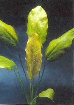 Echinodorus E131 (Echinodorus rose, Fa.Dennerle)