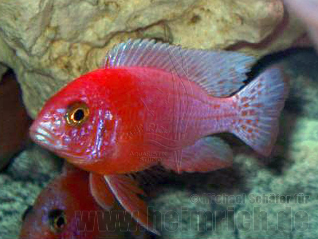 Aulonocara RED ORCHIDEE