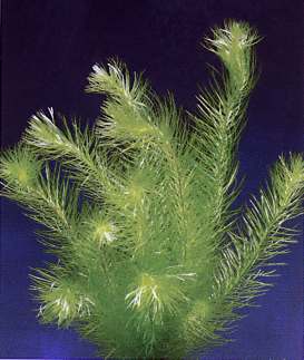 Mayaca, spec. sellowiana (Zartes grünes Mooskraut)