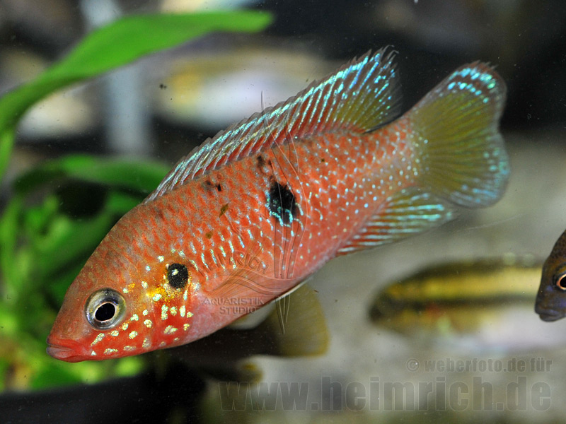 Hemichromis spec. Gabun Rot small (Gelbflossen-Juwelenbuntbarsch