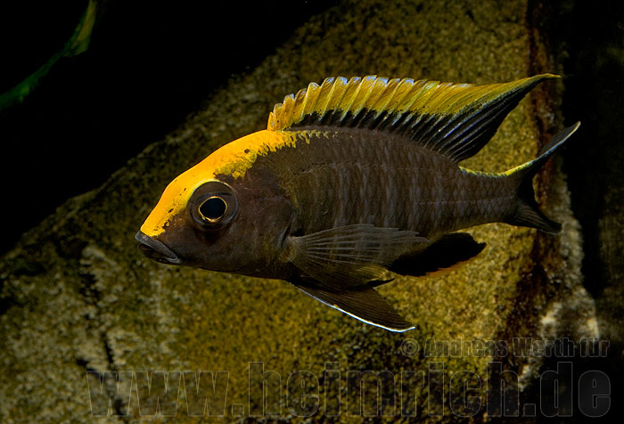 Aulonocara maylandi
