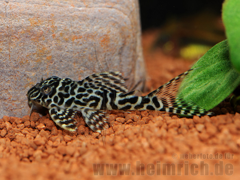L066 Hypancistrus spec., 4cm (King Tiger Pleco)