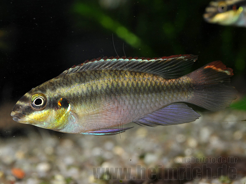 Pelvicachromis pulcher "Super Red",männl. lg (Purpurprachtbarsc