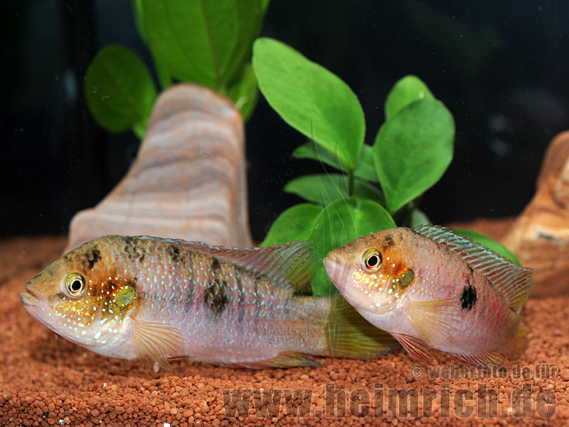 Hemichromis spec. Gabun Rot, Zuchtpaar (Gelbflossen-Juwelenbuntb