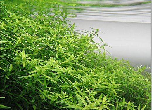 Rotala rotundifolia, grün