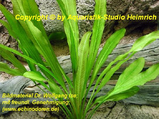 Echinodorus 'GREEN PEPPER'