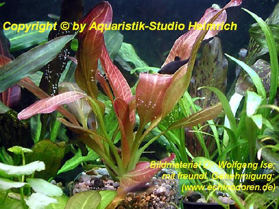 Echinodorus 'INDIAN RED'