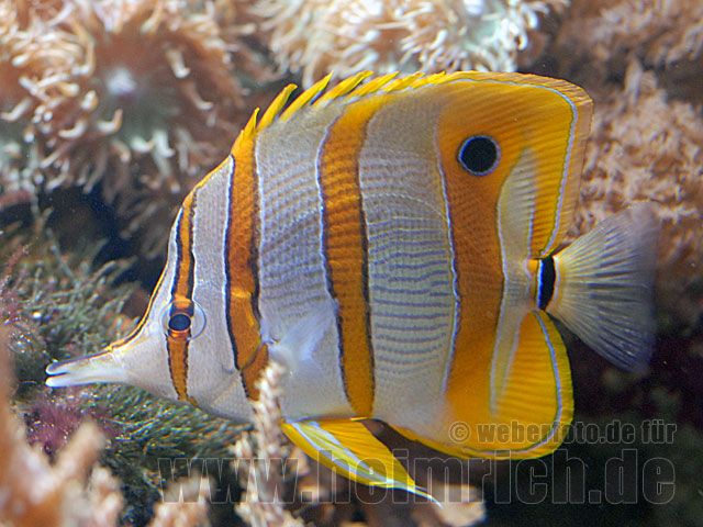 Kupferstreifen-Pinzettfisch, med (Chelmon rostratus)