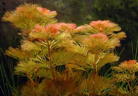 Cabomba furcata