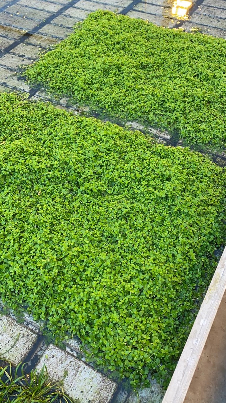 Micranthemum spec Monte Carlo, auf Schwamm 40x60cm