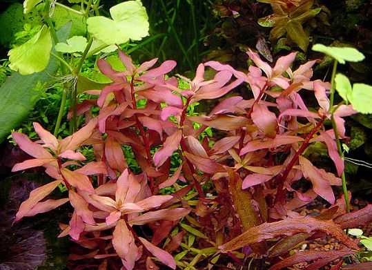 Nessaea pedicellata
