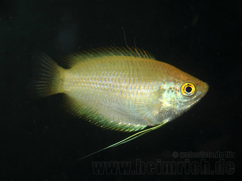 Honiggurami GOLD, lg (Colisa chuna GOLD)