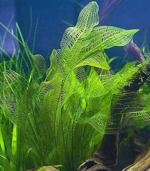 Aponogeton madagascariens