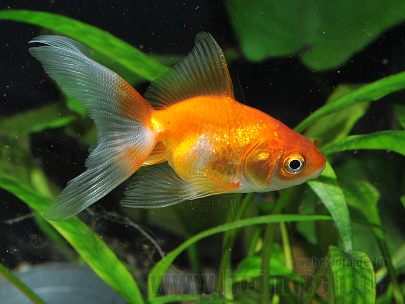 Schleierschwanz, 6cm "Weiss/ Rot" (Carrasius auratus)