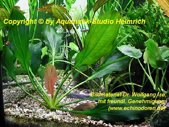 Echinodorus Apart (Aparte Schwertpflanze)